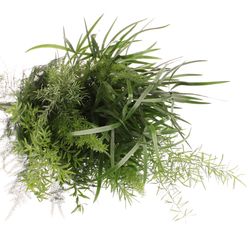 Asparagus mix 5 sorten 40cm