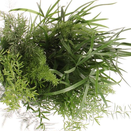 Asparagus mix 5 sorten 40cm