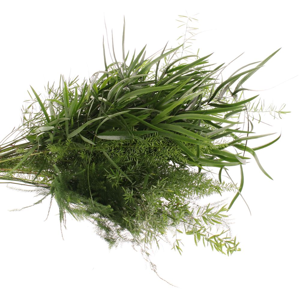 Asparagus mix 5 sorten 40cm