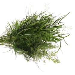 Asparagus mix 5 sorten 40cm