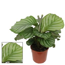Calathea Orbifolia T17 H65