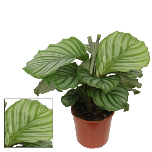 Calathea Orbifolia T17 H65