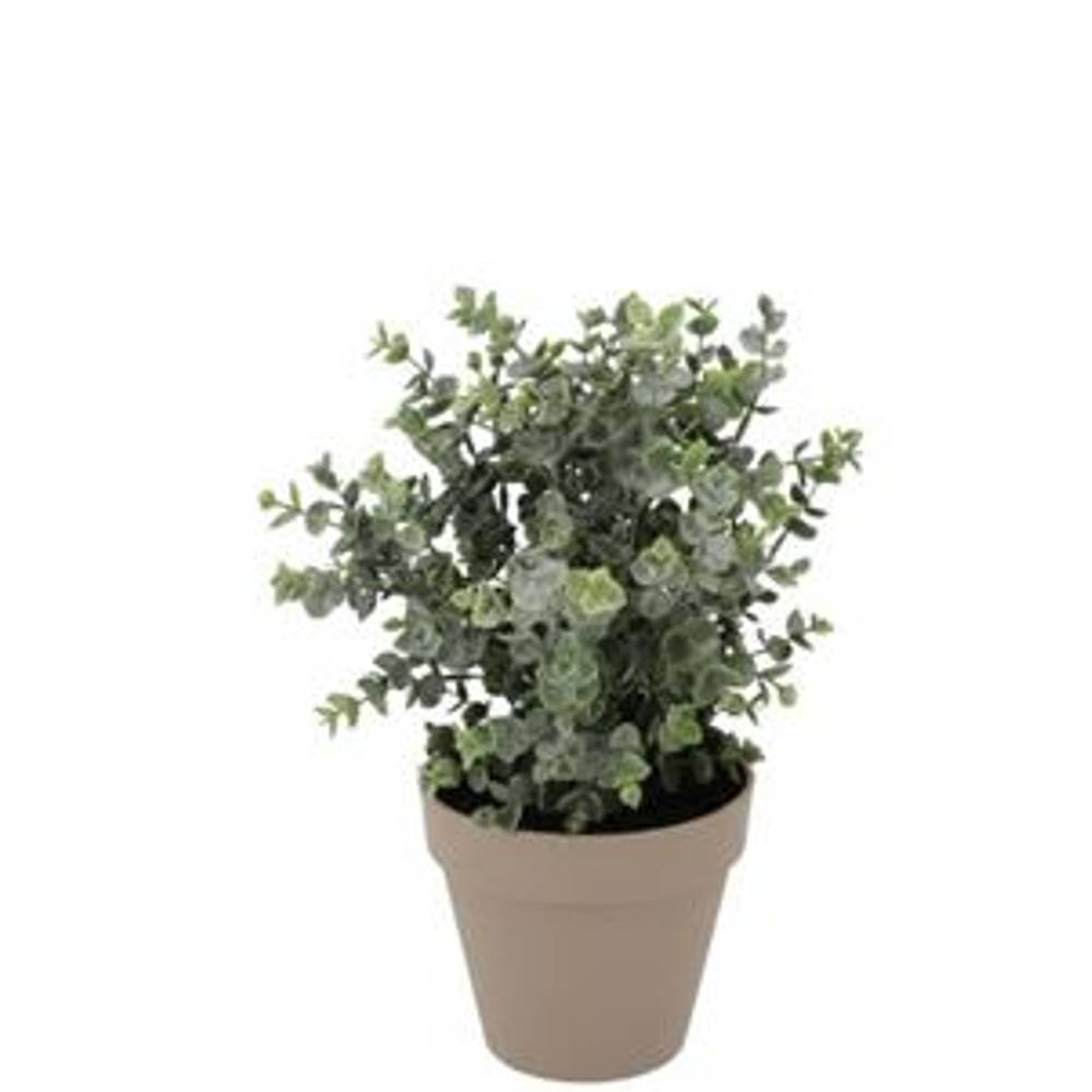 Seiden Eukalyptus im Übertopf D18cm H19cm