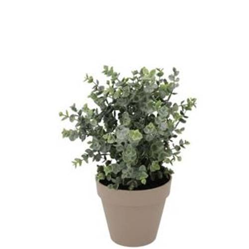 Seiden Eukalyptus im Übertopf D18cm H19cm