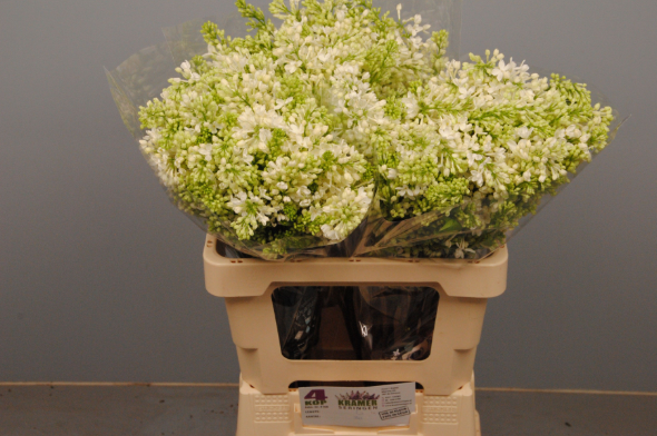 Flieder weiss engler 4 kopf 60cm