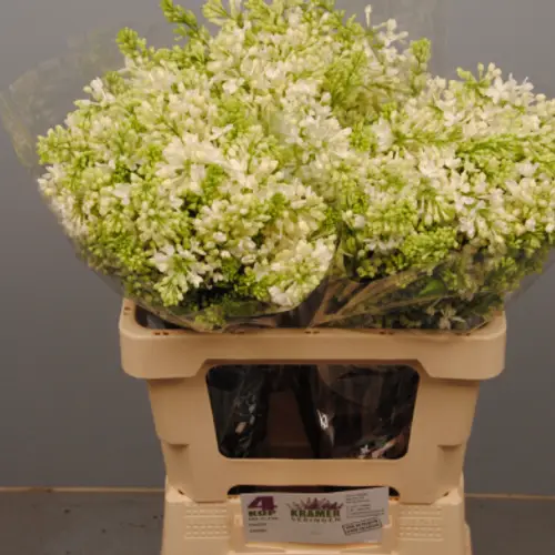 Flieder weiss engler 4 kopf 60cm