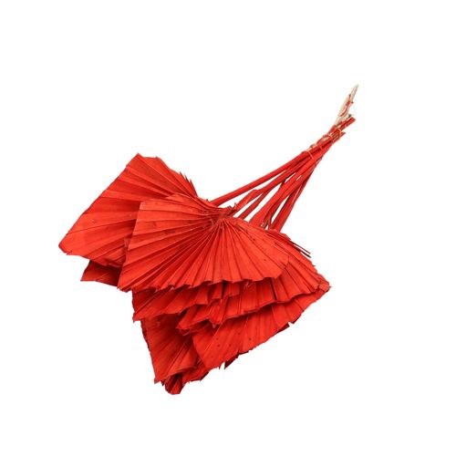 Trocken Palm Spear rot L50cm x10