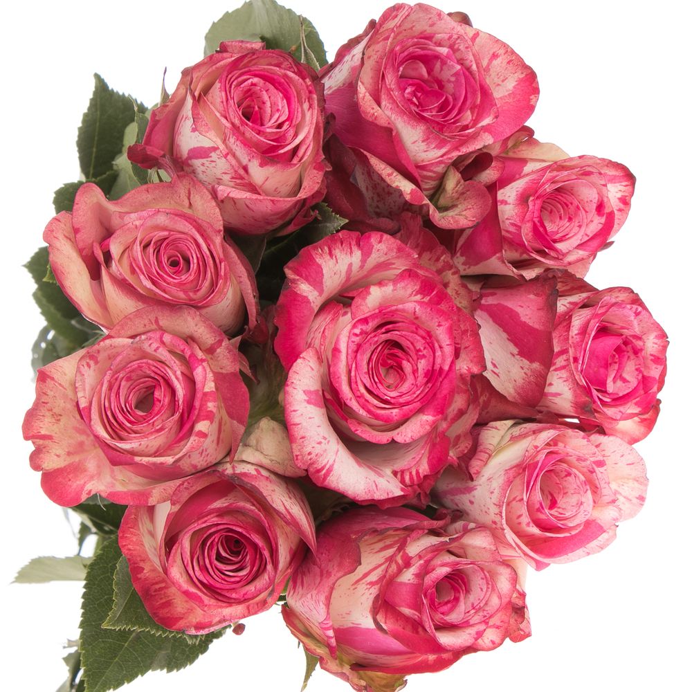 Rose creme/rosa Magic Times (Ec) 50cm X10