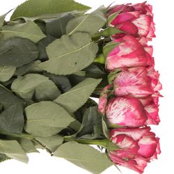 Rose creme/rosa Magic Times (Ec) 50cm X10
