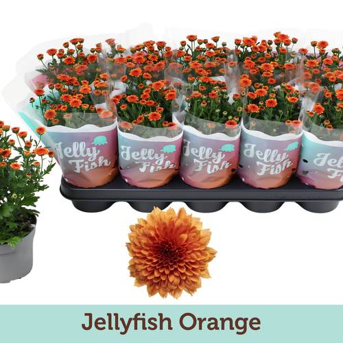Chrys.Jellyfish orange T12 H025