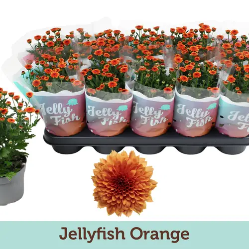 Chrys.Jellyfish orange T12 H025