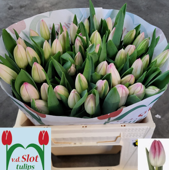 Tulpe rosa Holly mea 34 Gramm