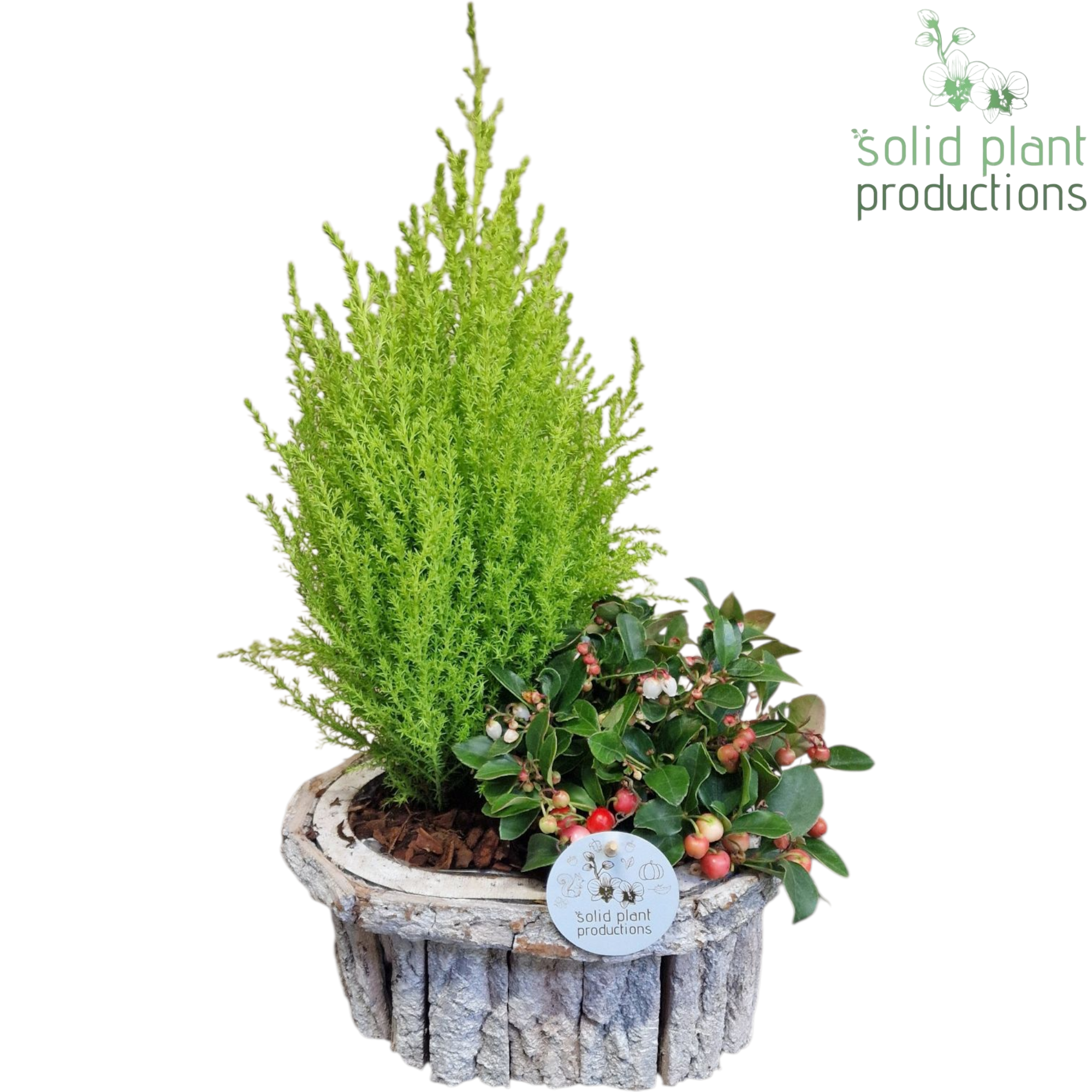 Garten.Arr BOS001 Herbst T22 H050