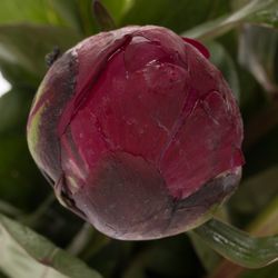 Pfingstrose rot Sarah Bernard 55cm