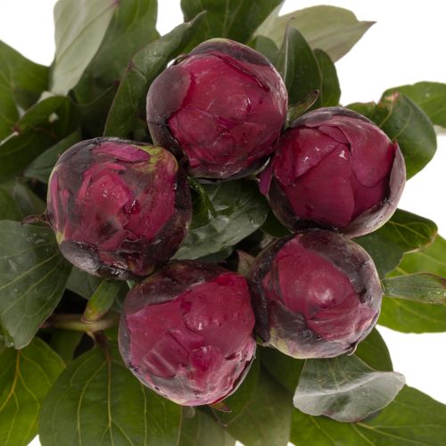 Pfingstrose rot Sarah Bernard 55cm