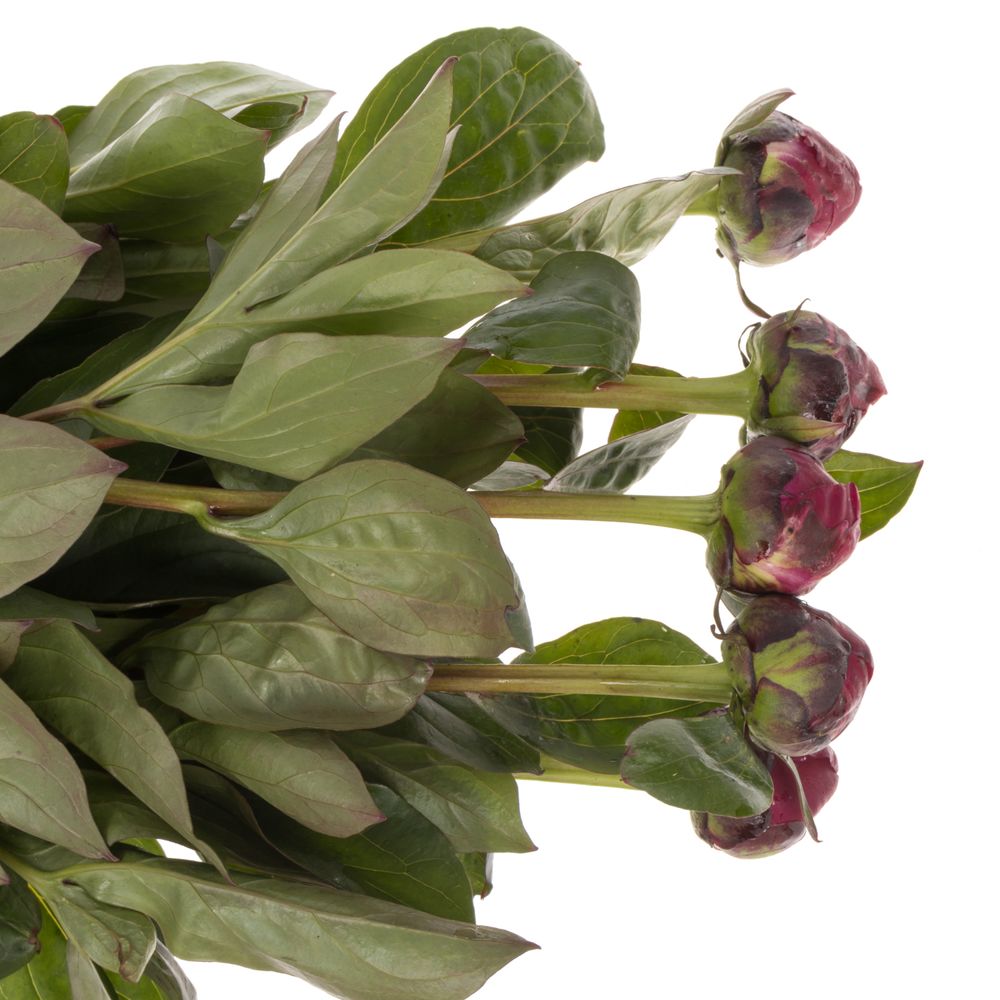 Pfingstrose rot Sarah Bernard 55cm