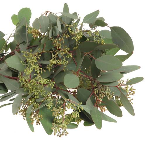 Populus grün Frucht natur 1250 Gramm 70cm