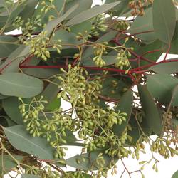 Populus grün Frucht natur 1250 Gramm 70cm