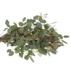 Populus grün Frucht natur 1250 Gramm 70cm