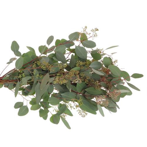 Populus grün Frucht natur 1250 Gramm 70cm