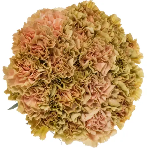 Nelke apricot Ambar 70cm