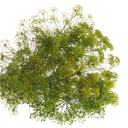 Dille grün Graveolens Kenia 50cm