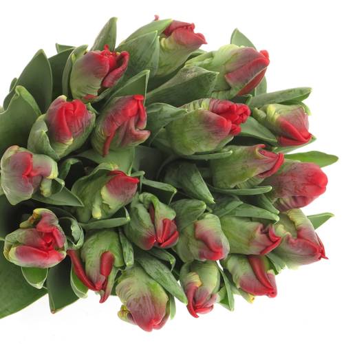 Tulpe rot Seadov Parrot Triflor 32 Gramm
