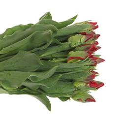 Tulpe rot Seadov Parrot Triflor 32 Gramm