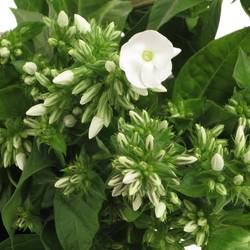 Phlox weiss White_Jumbo 60cm