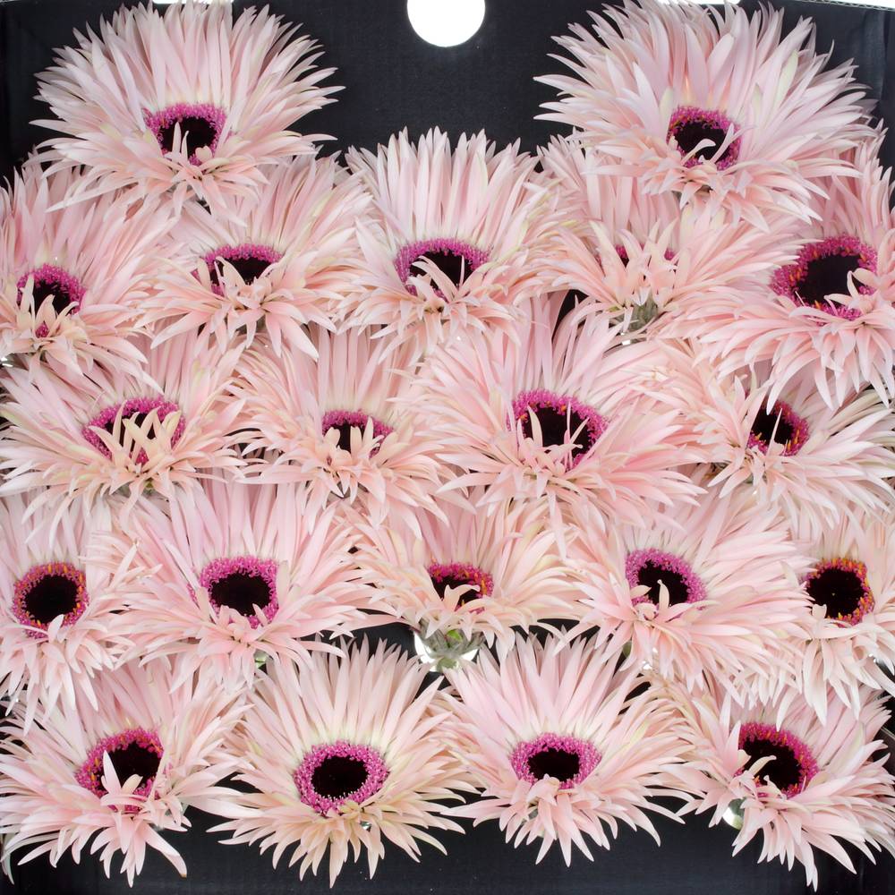 Germini hell rosa Spin Punki Elida