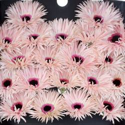 Germini hell rosa Spin Punki Elida