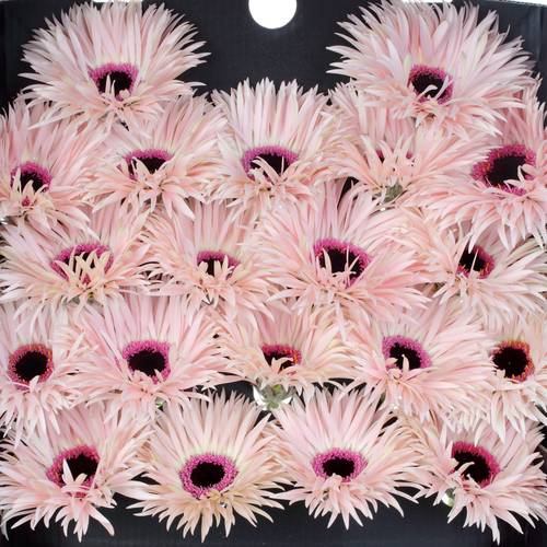 Germini hell rosa Spin Punki Elida