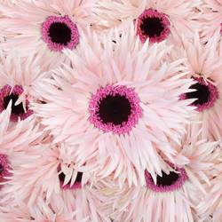 Germini hell rosa Spin Punki Elida