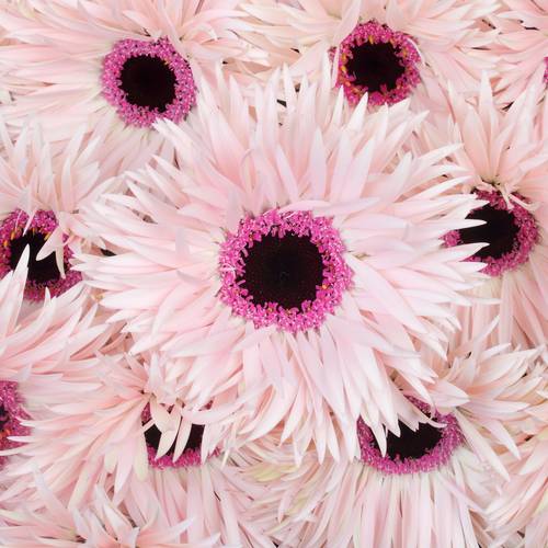 Germini hell rosa Spin Punki Elida