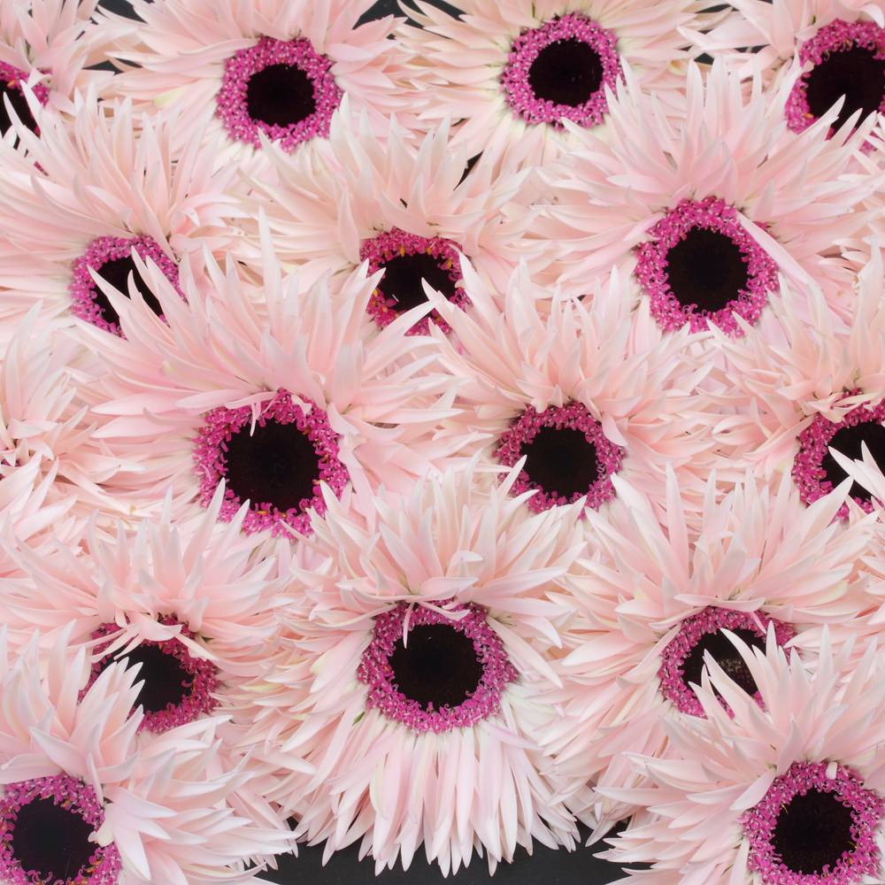 Germini hell rosa Spin Punki Elida