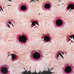 Germini hell rosa Spin Punki Elida