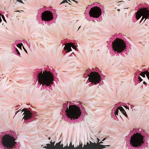 Germini hell rosa Spin Punki Elida