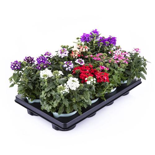 Verbena Hybrid mix T12 H020