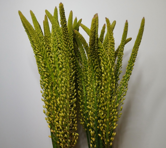 Eremurus hell gelb Moneymaker 70cm