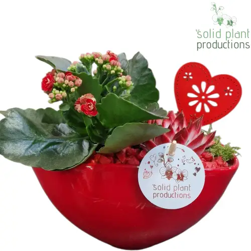 Kal.Arr KE006RED Muttertag T19 H022