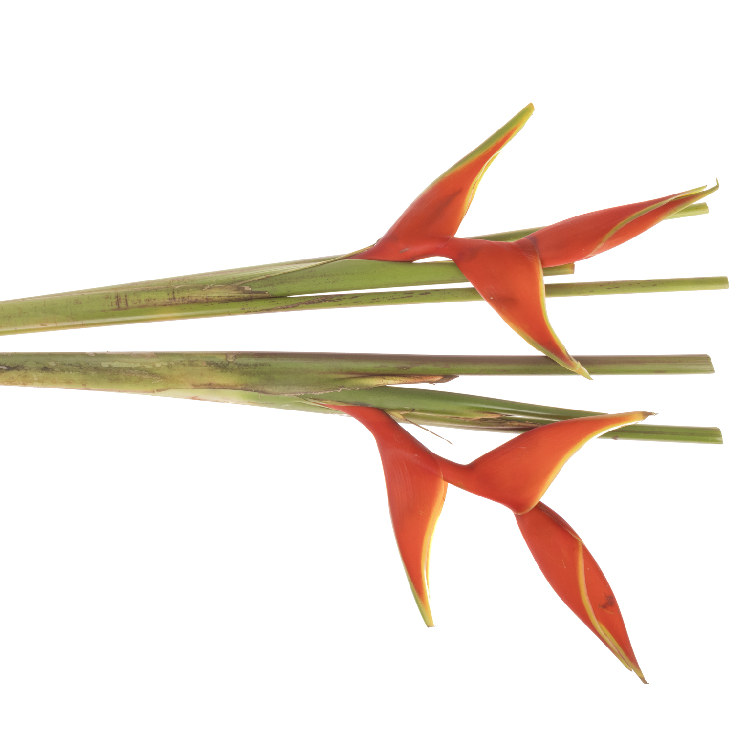 Heliconia rot Bihai 90cm