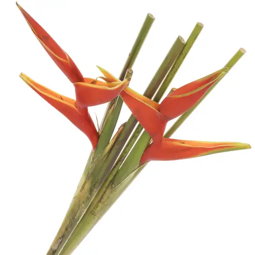 Heliconia rot Bihai 90cm