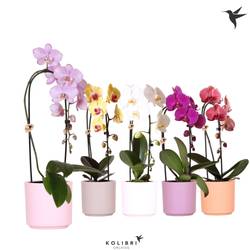Phal.1-R mix Cascade im Simplicity Übertopf T12 H050