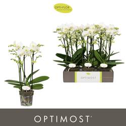 Phal.3-R weiss Zeus Optimost T12 H045
