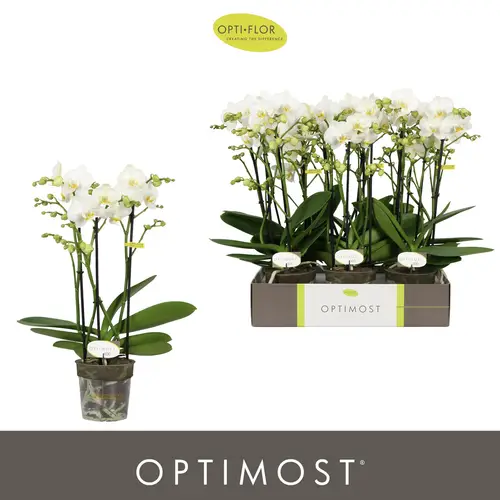 Phal.3-R weiss Zeus Optimost T12 H045