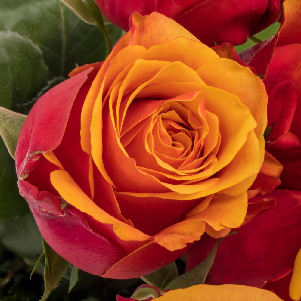 Rose terrakotta/dunkel gelb Cherry Brandy 50cm