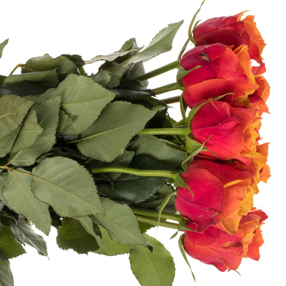 Rose terrakotta/dunkel gelb Cherry Brandy 50cm
