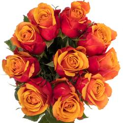 Rose terrakotta/dunkel gelb Cherry Brandy 50cm