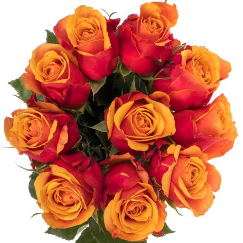 Rose terrakotta/dunkel gelb Cherry Brandy 50cm