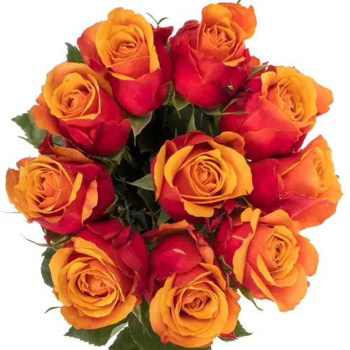 Rose terrakotta/dunkel gelb Cherry Brandy 50cm